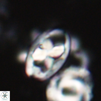 Neococcolithes protenus 22604