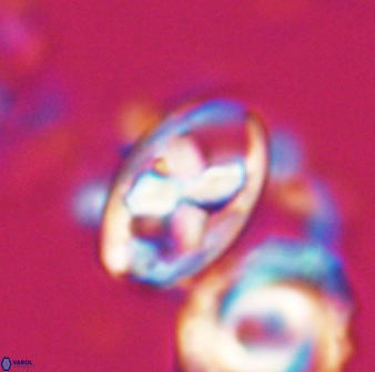 Neococcolithes protenus 22605