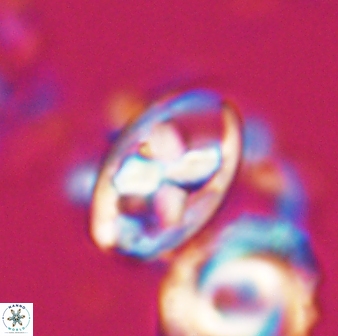 Neococcolithes protenus 22605