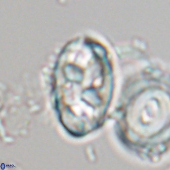 Neococcolithes protenus 22606