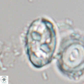 Neococcolithes protenus 22606