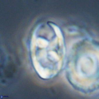 Neococcolithes protenus 22607