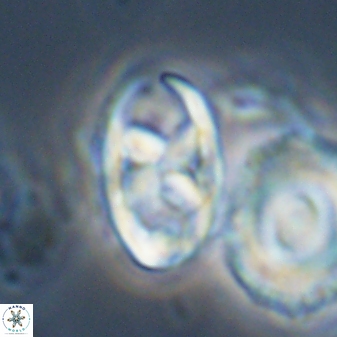 Neococcolithes protenus 22607