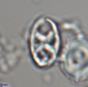 Neococcolithes protenus 22608