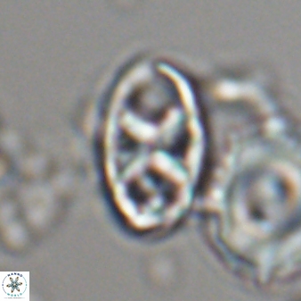 Neococcolithes protenus 22608