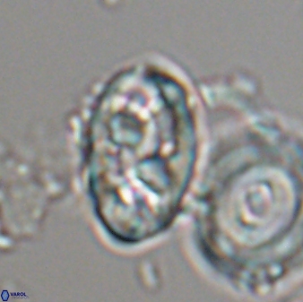 Neococcolithes protenus 22609