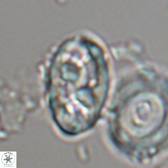 Neococcolithes protenus 22609