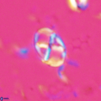 Neococcolithes protenus 25148