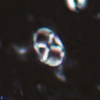 Neococcolithes protenus 25149