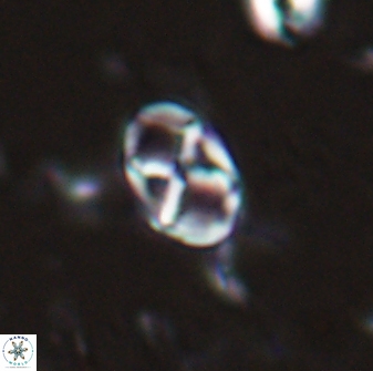 Neococcolithes protenus 25149