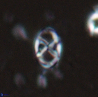 Neococcolithes protenus 25151