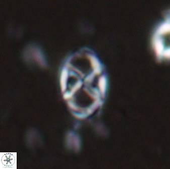 Neococcolithes protenus 25151