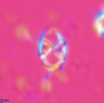 Neococcolithes protenus 25152