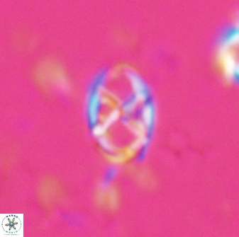 Neococcolithes protenus 25152