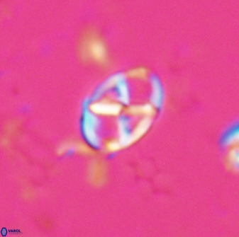 Neococcolithes protenus 25153