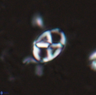 Neococcolithes protenus 25154