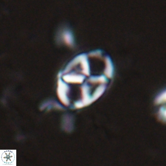 Neococcolithes protenus 25154