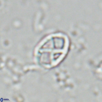 Neococcolithes protenus 25155