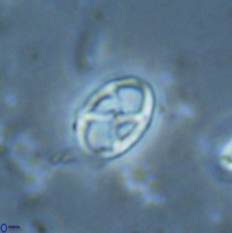 Neococcolithes protenus 25157
