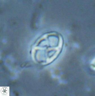 Neococcolithes protenus 25157