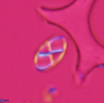 Neococcolithes protenus 25476