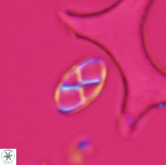 Neococcolithes protenus 25476