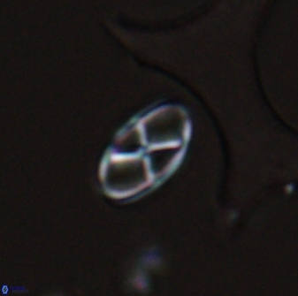 Neococcolithes protenus 25477
