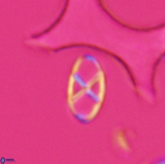 Neococcolithes protenus 25478