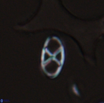 Neococcolithes protenus 25479