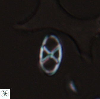 Neococcolithes protenus 25479