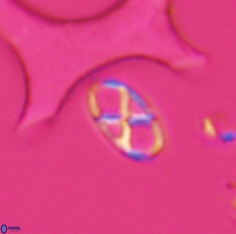 Neococcolithes protenus 25480