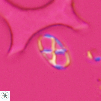 Neococcolithes protenus 25480