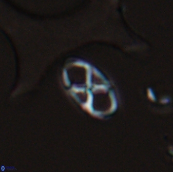 Neococcolithes protenus 25481