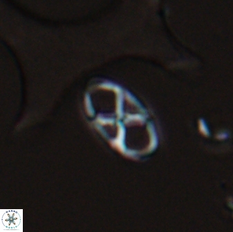 Neococcolithes protenus 25481