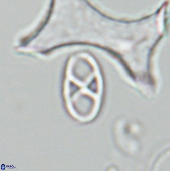 Neococcolithes protenus 25482