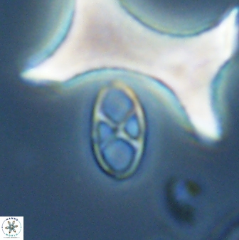 Neococcolithes protenus 25483
