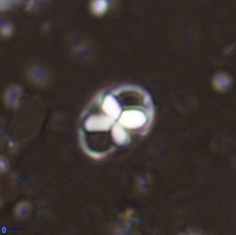 Neococcolithites lampros 45433