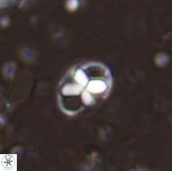 Neococcolithites lampros 45433