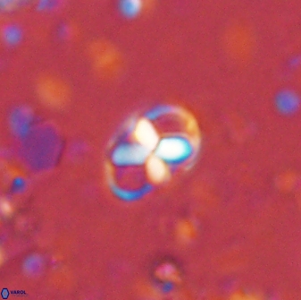 Neococcolithites lampros 45434