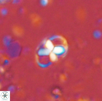 Neococcolithites lampros 45434