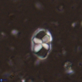 Neococcolithites lampros 45435