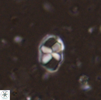 Neococcolithites lampros 45435