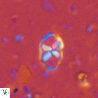 Neococcolithites lampros 45436