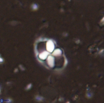 Neococcolithites lampros 45438