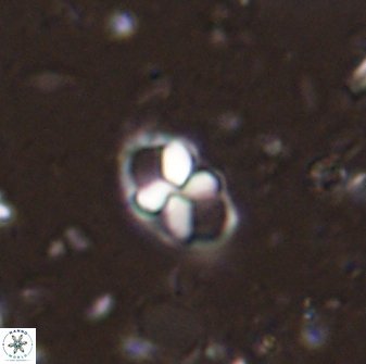 Neococcolithites lampros 45438