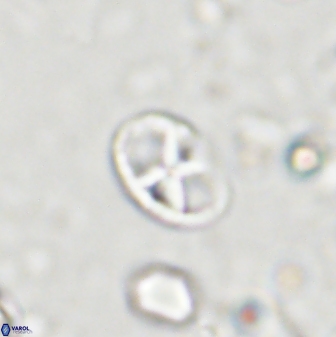 Neococcolithites lampros 45439