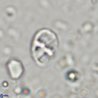 Neococcolithites lampros 45440
