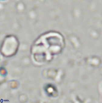 Neococcolithites lampros 45441