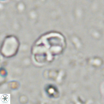 Neococcolithites lampros 45441