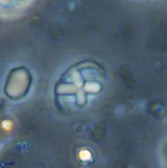 Neococcolithites lampros 45442